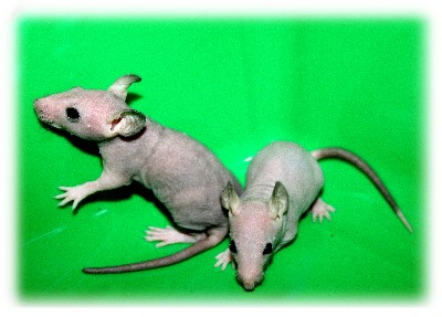 Лысая крыса - 87 фото